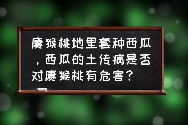 猕猴桃一枝两蔓技术 猕猴桃地里套种西瓜，西瓜的土传病是否对猕猴桃有危害？