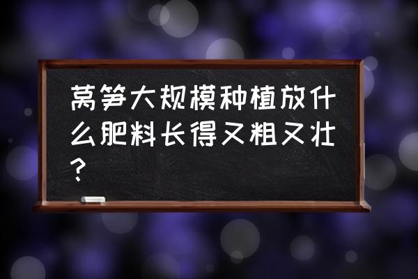 莴笋要怎么种植才能长得粗壮 莴笋大规模种植放什么肥料长得又粗又壮？