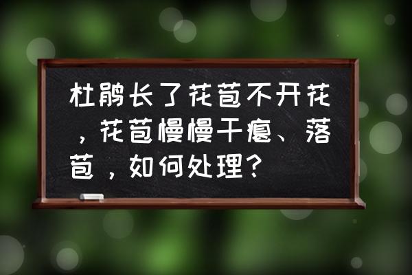 电动喷雾器泵不抽水 杜鹃长了花苞不开花，花苞慢慢干瘪、落苞，如何处理？