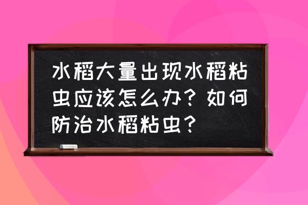 五色菊蚜虫防治 水稻大量出现水稻粘虫应该怎么办？如何防治水稻粘虫？