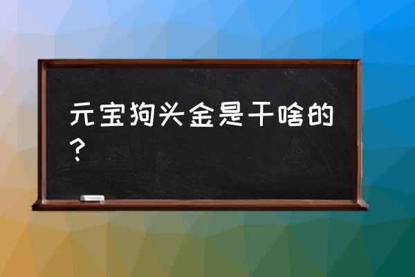 狗头金 元宝狗头金是干啥的？