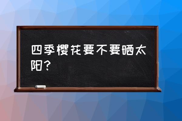 盆栽四季樱花好养吗 四季樱花要不要晒太阳？