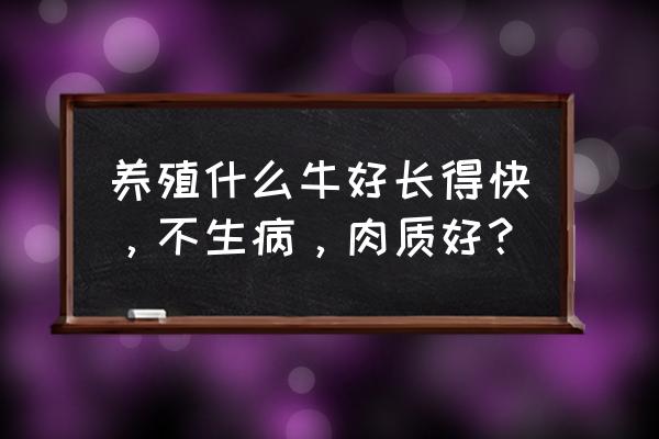 养牛怎样养才能让牛长得快 养殖什么牛好长得快，不生病，肉质好？