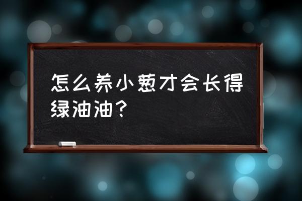 哪种香葱最好养 怎么养小葱才会长得绿油油？