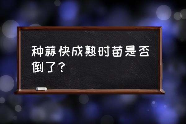 大蒜老是枯死怎么办 种蒜快成熟时苗是否倒了？