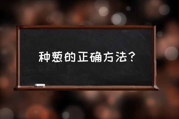 洋葱育苗的正确方法 种葱的正确方法？