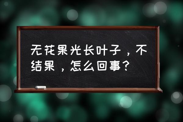 盆栽无花果不结果的原因 无花果光长叶子，不结果，怎么回事？