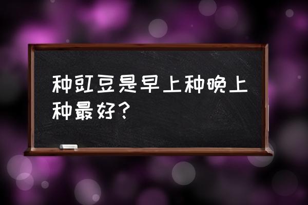 怎样种豆角的最好方法 种豇豆是早上种晚上种最好？