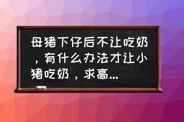 母猪产后不吃食没奶水十大妙招 母猪下仔后不让吃奶，有什么办法才让小猪吃奶，求高人帮忙？