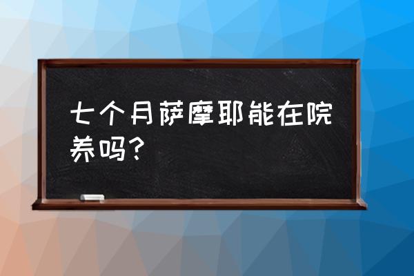 萨摩耶45天了怎么养 七个月萨摩耶能在院养吗？