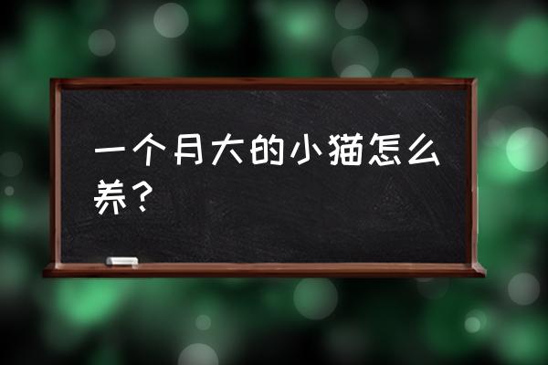 新生儿第一个月注意事项有哪些 一个月大的小猫怎么养？