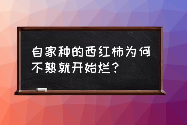 西红柿还没熟就烂了是得了什么病 自家种的西红柿为何不熟就开始烂？