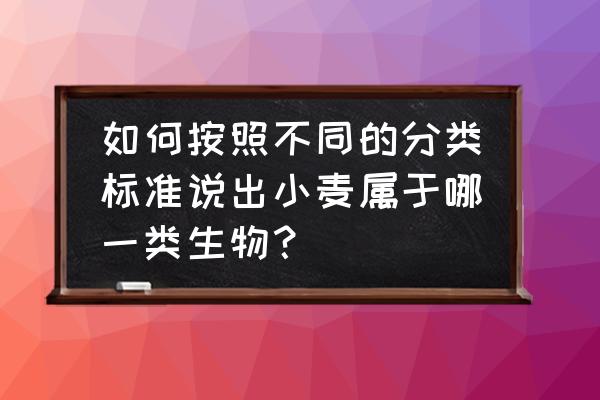 小麦有什么用处 如何按照不同的分类标准说出小麦属于哪一类生物？