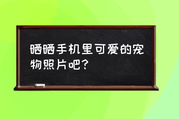 教我画特别可爱的二次元宠物 晒晒手机里可爱的宠物照片吧？