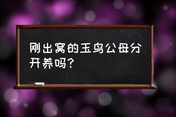 白玉鸟可以和什么颜色玉鸟配对 刚出窝的玉鸟公母分开养吗？