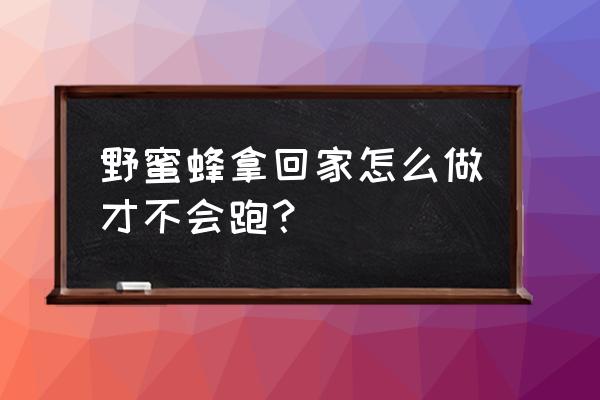 自己新抓的蜜蜂怎么养 野蜜蜂拿回家怎么做才不会跑？