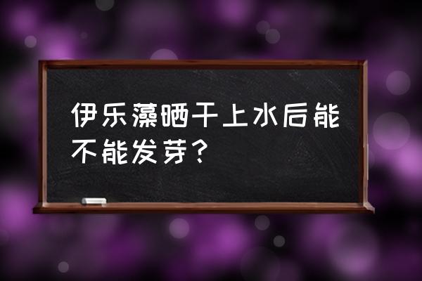 虾塘种伊乐藻一亩要多少种子 伊乐藻晒干上水后能不能发芽？