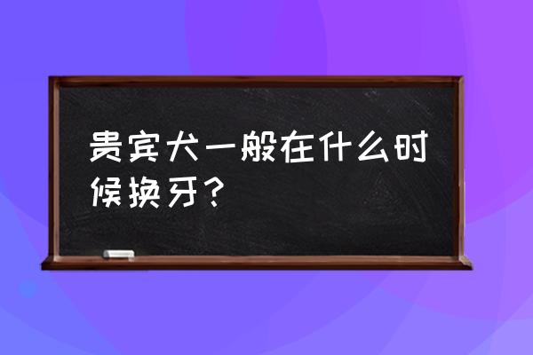 养贵宾犬5个月了要注意什么 贵宾犬一般在什么时候换牙？