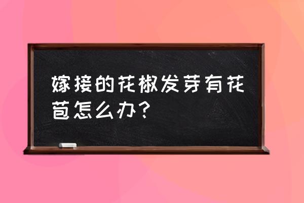 用什么树可以嫁接米猴头 嫁接的花椒发芽有花苞怎么办？