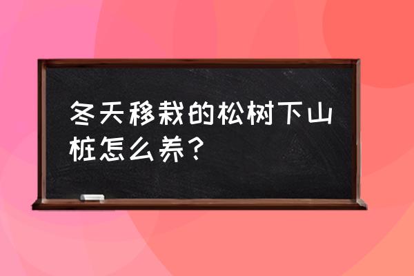 松树怎么移栽最佳方法 冬天移栽的松树下山桩怎么养？