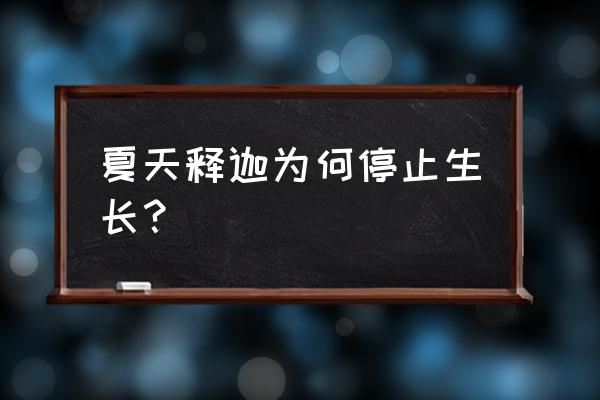 释迦果最新种植方法 夏天释迦为何停止生长？