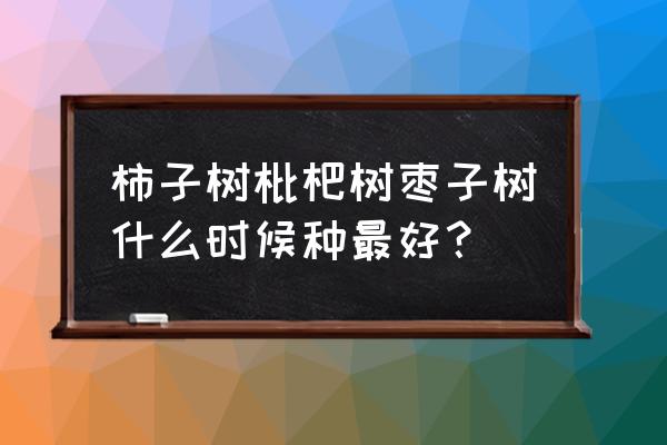 枇杷树苗适合在什么时候种 柿子树枇杷树枣子树什么时候种最好？