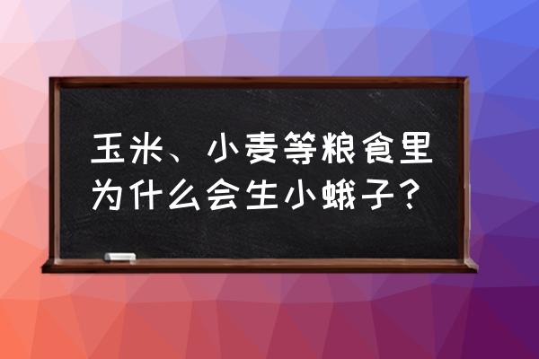 麦子里的小黑虫怎么消灭 玉米、小麦等粮食里为什么会生小蛾子？