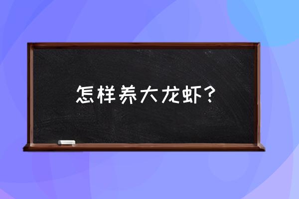 大龙虾怎么养殖在家 怎样养大龙虾？