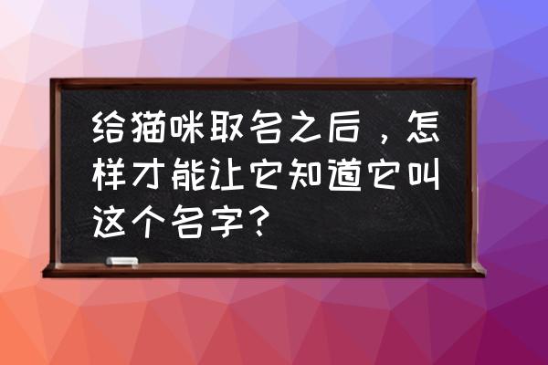 遇见你的猫第一章通过教程 给猫咪取名之后，怎样才能让它知道它叫这个名字？