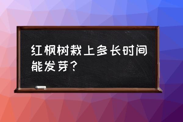 红枫小苗怎样栽种 红枫树栽上多长时间能发芽？