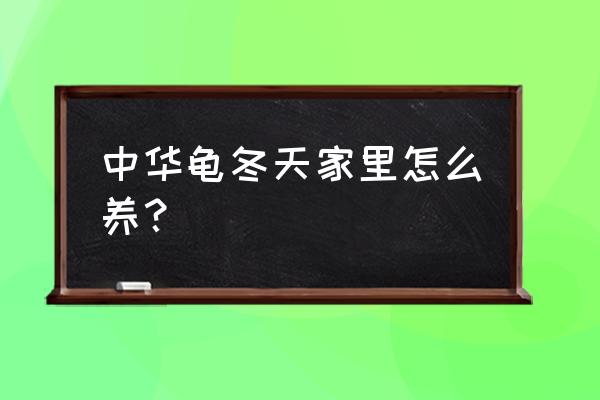 中华龟在家怎么养 中华龟冬天家里怎么养？