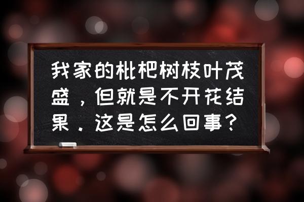 枇杷只长叶子不结果啥原因 我家的枇杷树枝叶茂盛，但就是不开花结果。这是怎么回事？