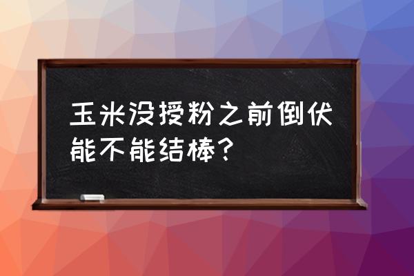 扬花期玉米被大风吹倒怎么办 玉米没授粉之前倒伏能不能结棒？