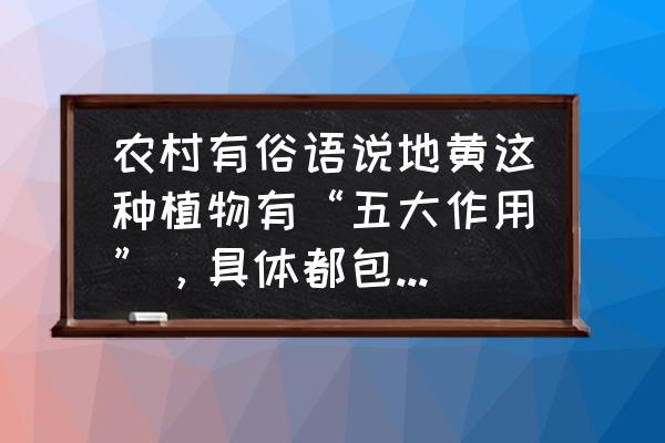 地黄的功效与配方 农村有俗语说地黄这种植物有“五大作用”，具体都包括哪些？