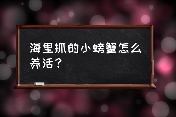 海边抓的小螃蟹没有海水怎么养 海里抓的小螃蟹怎么养活？