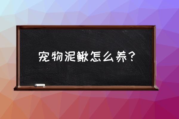 怎样养泥鳅才能养好 宠物泥鳅怎么养？