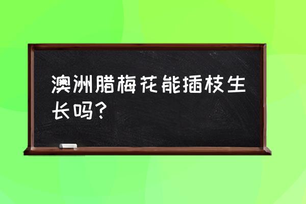 澳洲腊梅盆栽冬季怎么养 澳洲腊梅花能插枝生长吗？