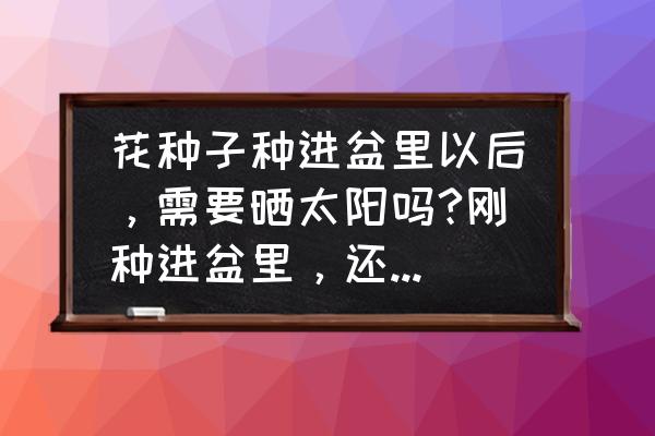 花朵是怎么传播种子 花种子种进盆里以后，需要晒太阳吗?刚种进盆里，还没发芽的？