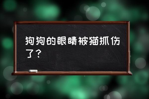 狗眼睛被猫抓伤怎么办 狗狗的眼睛被猫抓伤了？