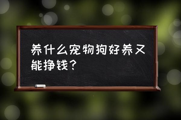 苏牧吃什么食物最好 养什么宠物狗好养又能挣钱？