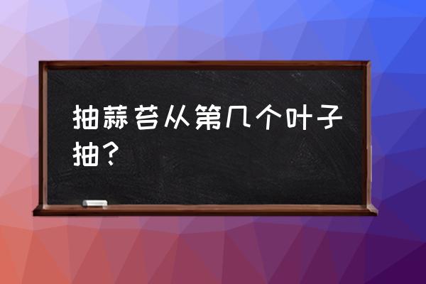 正确的抽蒜苔方法是怎么抽 抽蒜苔从第几个叶子抽？