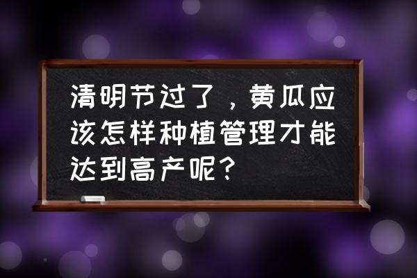 黄瓜高产挂果多的秘密 清明节过了，黄瓜应该怎样种植管理才能达到高产呢？