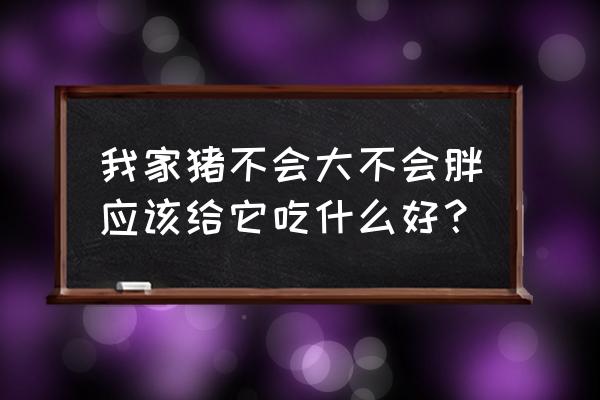 猪增肥最有效的方法 我家猪不会大不会胖应该给它吃什么好？