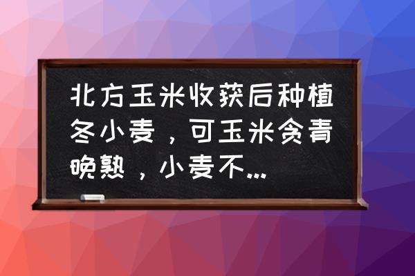 晚播小麦年后如何管理高产 北方玉米收获后种植冬小麦，可玉米贪青晚熟，小麦不能按时播种可咋办呀？