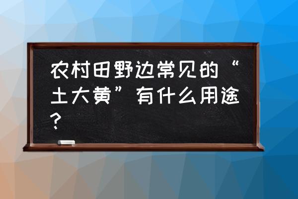 农村12种常见植物 农村田野边常见的“土大黄”有什么用途？