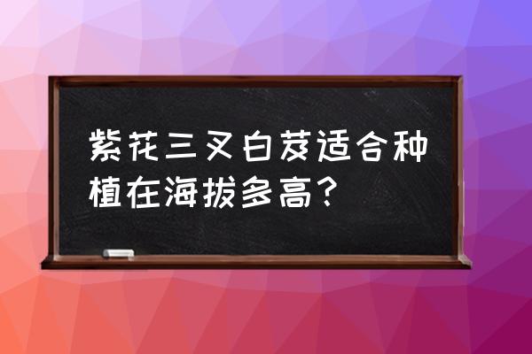 白芨种植技术全套 紫花三叉白芨适合种植在海拔多高？