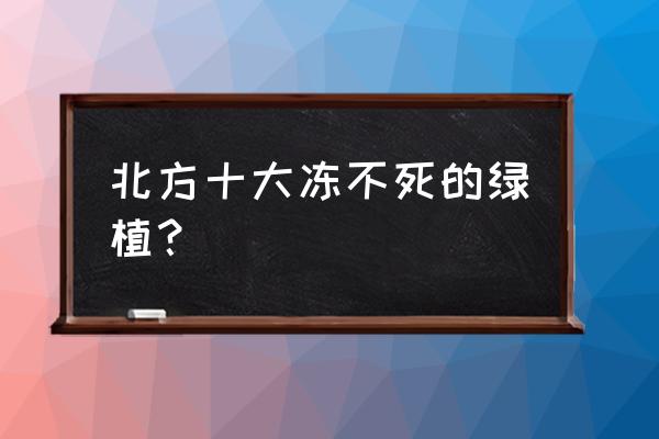 木瓜树零下几度能冻死 北方十大冻不死的绿植？