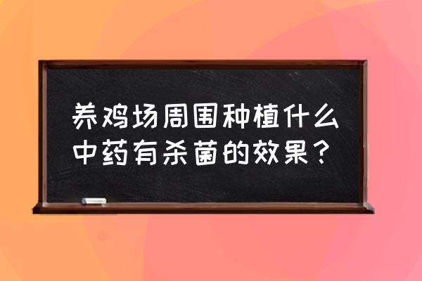 鸡传染法氏囊病用什么药 养鸡场周围种植什么中药有杀菌的效果？