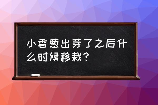 栽小葱苗的正确方法 小香葱出芽了之后什么时候移栽？