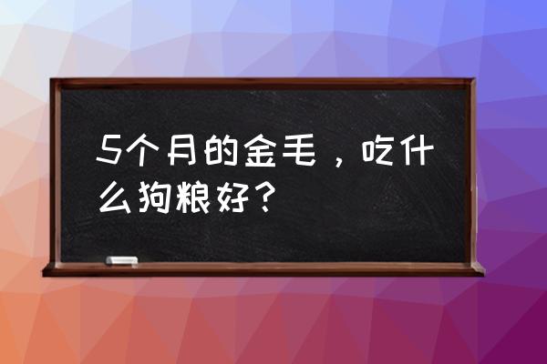 金毛怎么养胖最快 5个月的金毛，吃什么狗粮好？